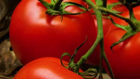 Close-up of ripe red tomatoes on a branch against a black background. Stock Footage 335211934