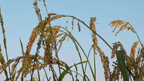 Close Up of Ripe Rice Ears Against Sky at Sunset, Bomba Rice Field Video stock 343458561