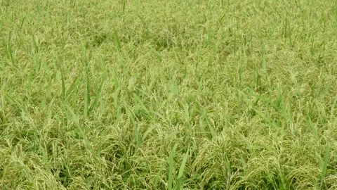 Close-up of ripe rice panicles Stock-Footage 320018250