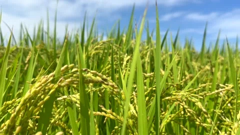 Close up of ripe rice plants with heavy grain gently swaying in wind under Stock-Footage 341382091