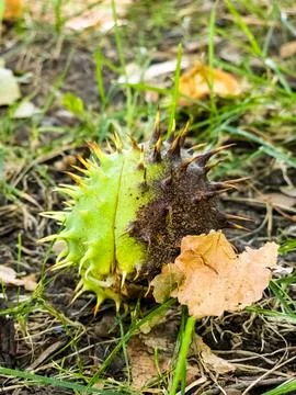 Close-up of a ripe round chestnut in a shell lies on the ground among dry a.. Stock Photos