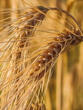 Close-up of ripe rye ear with long awns 스톡 사진