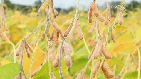 Close up of ripe soybean plants growing in a field with zoom-in effect Stock Footage 79736367