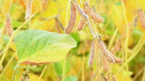Close up of ripe soybean plants growing in a field Stock Footage 79736387