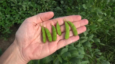 Close up of ripe soybeans on farmer hand during harvest in farm land in Brazil Stock Footage 196294578