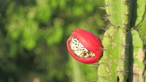 Close-up of a ripe, split cactus fruit displaying white pulp and black seed.. Stock Photos