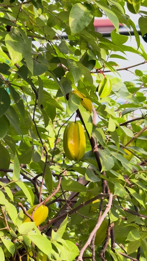 Close up of ripe star fruit hanging on a tree branch with lush green leaves.. Stock-Footage 337788514
