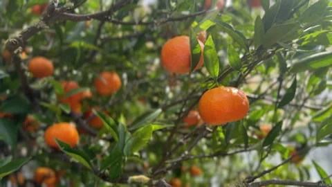Close up of ripe tangerines hanging from a tree branch with lush green leaves, Stock Footage 330971477