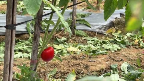 Close up of a ripe tomato with balanced shape and deep color suggests ideal 動画素材 329373234