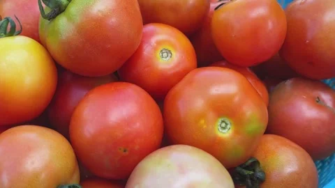 Close-Up Ripe Tomatoes Rotating On Turntable Stock Footage 332773891