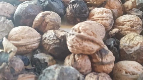A close up of ripe walnuts, some shelled, others still in their natural husks Stock Footage 322950972