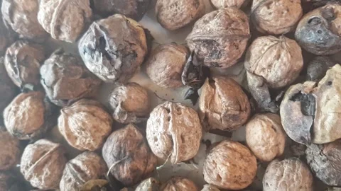 Close-up of ripe walnuts - some shelled, others left in their dry natural husks Stock Footage 331031744