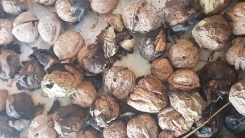 Close-up of ripe walnuts, some still enclosed in solid husks Stock Footage 333835561