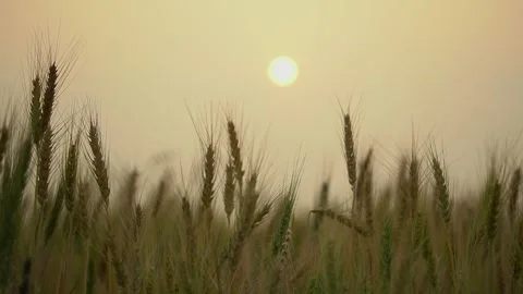 Close-up of ripe wheat crop during golden hour in rural farm. Video stock 334331112