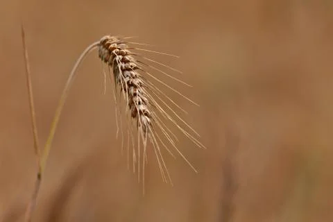 A close up of a ripe wheat ear Stock Photos