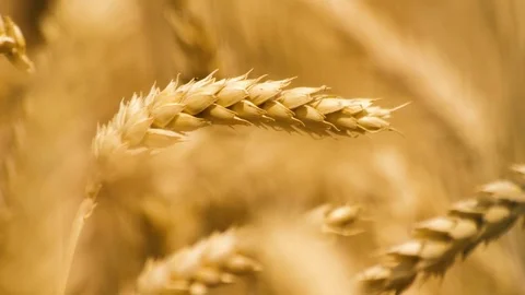 Close-up of a ripe wheat ear swaying on wind Stock Footage 77735599