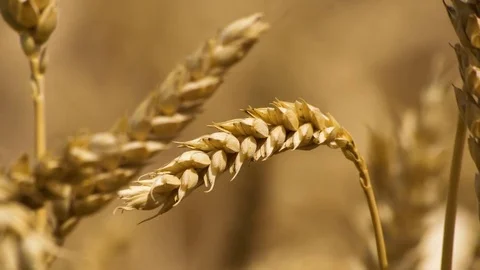 Close-up of a ripe wheat ear swaying on wind Stock Footage 77735618