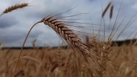 Close-up of a ripe wheat ear swaying in the wind against a cloudy sky Video stock 338203340