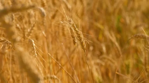 Close-up of a ripe wheat ear swaying in the wind Stock-Footage 339065632
