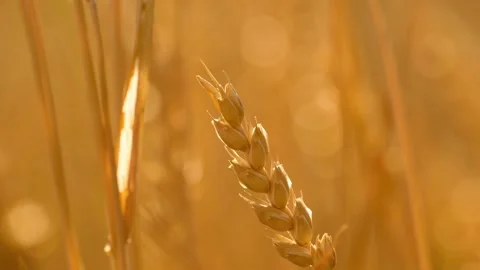 A close-up of a ripe wheat ear swaying in a light breeze 库存影片 340190073