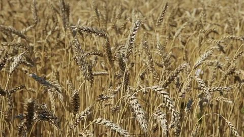 Close-up of ripe wheat ears Video stock 102167418
