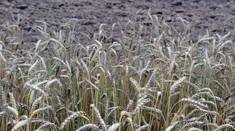 Close ripe wheat ears move wind plowed field soil autumn season Stock Footage 25786612