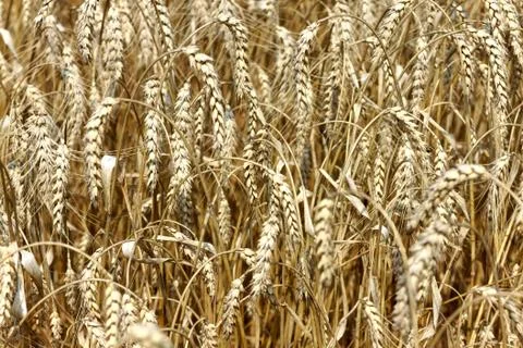 Close up of ripe wheat ears 库存照片