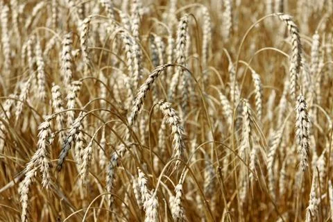 Close up of ripe wheat ears Stock Photos