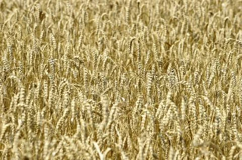 Close up of ripe wheat ears Stock Photos