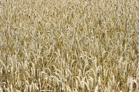 Close up of ripe wheat ears Stock Photos