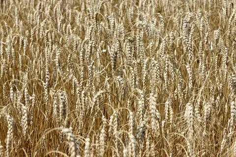 Close up of ripe wheat ears Stock Photos