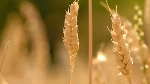 Close-up of ripe wheat ears swaying in a light breeze 動画素材 340334961