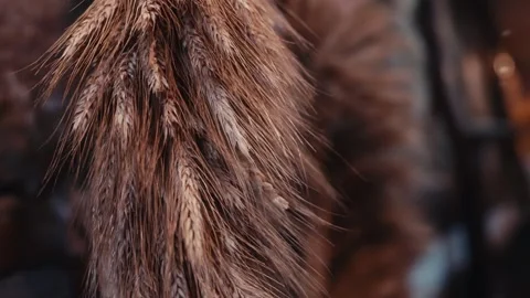 Close up of ripe wheat hanging in a rustic setting Stock Footage 313323833