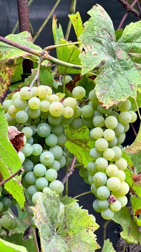 Close Up of Ripe White Grapes with Gentle Natural Camera Movement Stock Footage 345718911