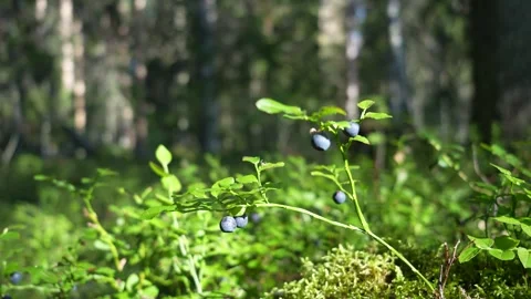 Close-up of ripe wild bilberries Video stock 343689686