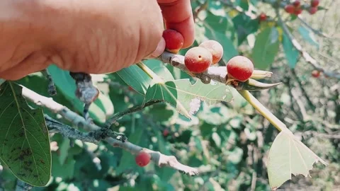 Close Up Of Ripe Wild Fig Fruit With Internal Seeds Stock Footage 333542632