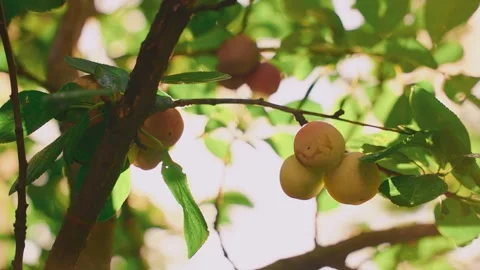 Close-up ripe yellow pulms hanging on branch of green leaves trees fruit garden Stock Footage 315024674