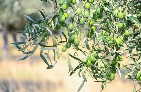 Close-Up Of A Ripened Fruit Of The Olive Branch Stock Photos
