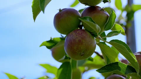 Close up of Ripening apples growing on a tree branch in a sunny orchard. Fresh Stock Footage 340448118