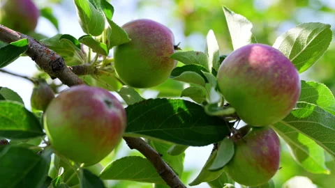 Close up of Ripening apples growing on a tree branch in a sunny time. Fresh Stock Footage 341542660