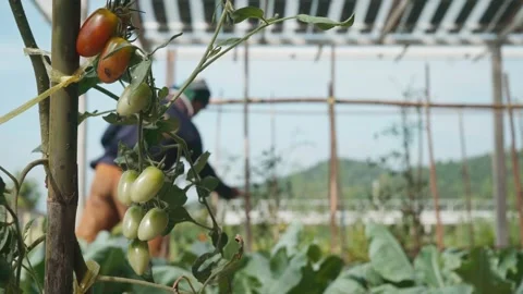 Close-up of ripening cherry tomatoes growing on a supported vine inside an .. 库存影片 344257759