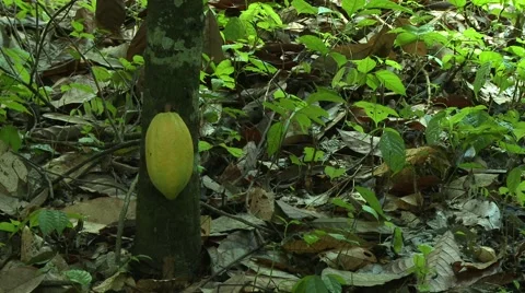 CLOSE UP: RIPENING COCOA FRUIT ON TREE IN PAKRO Stock Footage 58930740