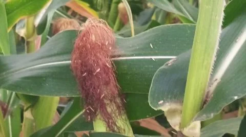 Close-up of ripening corn cobs and silks in an agricultural field 库存照片
