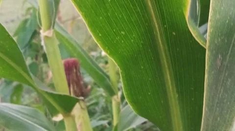 Close-up of ripening corn cobs and silks in an agricultural field 库存照片