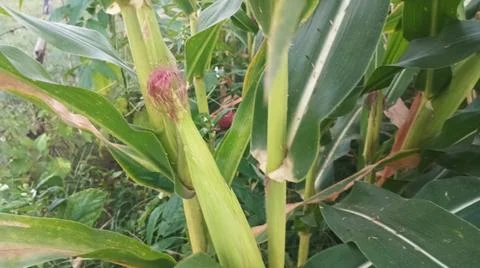 Close-up of ripening corn cobs and silks in an agricultural field Stock Photos