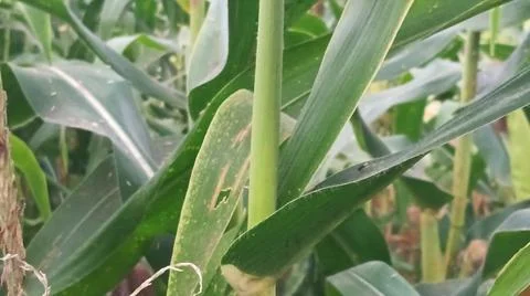 Close-up of ripening corn cobs and silks in an agricultural field 库存照片