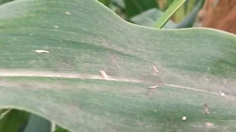Close-up of ripening corn cobs and silks in an agricultural field 库存照片