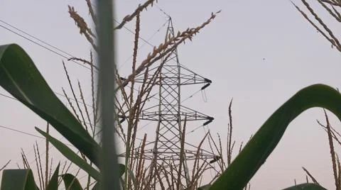 Close-up of ripening corn cobs and silks in an agricultural field Stock Photos