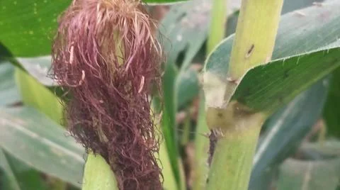 Close-up of ripening corn cobs and silks in an agricultural field Stock Photos