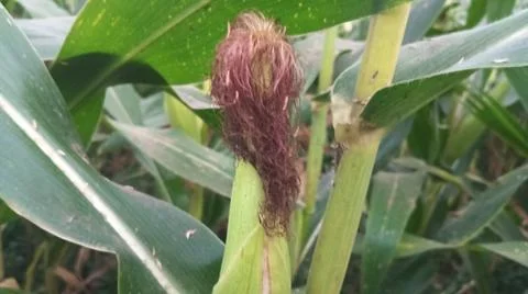 Close-up of ripening corn cobs and silks in an agricultural field Stock Photos